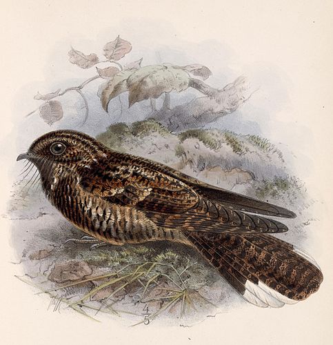 Dusky nightjar